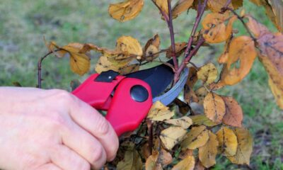 Essa planta dá frutos o ano todo e não precisa de poda constante