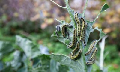 Plantas que afastam pragas do jardim e ainda atraem polinizadores