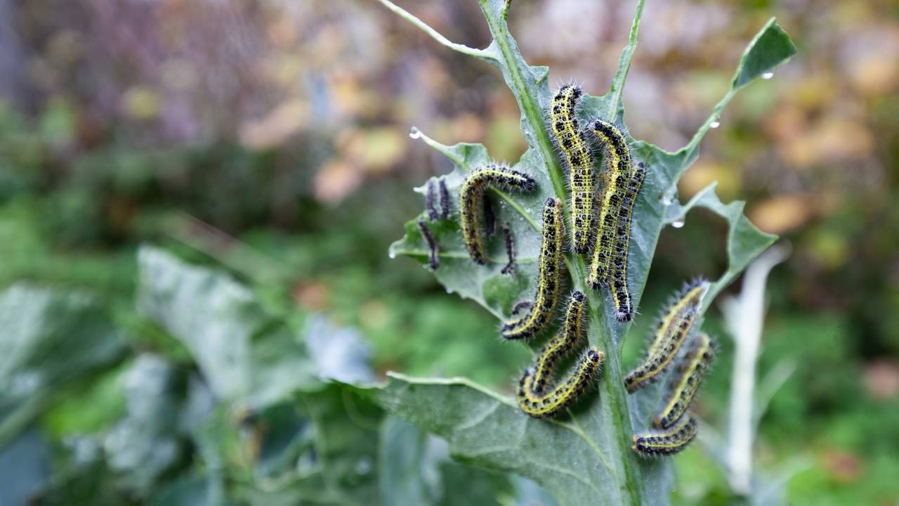Plantas que afastam pragas do jardim e ainda atraem polinizadores