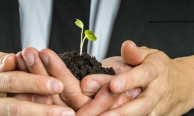 Essa flor delicada simboliza prosperidade e harmonia para plantar em casa