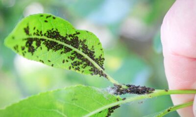 3 flores que afastam pulgões e mantêm suas plantas sempre saudáveis