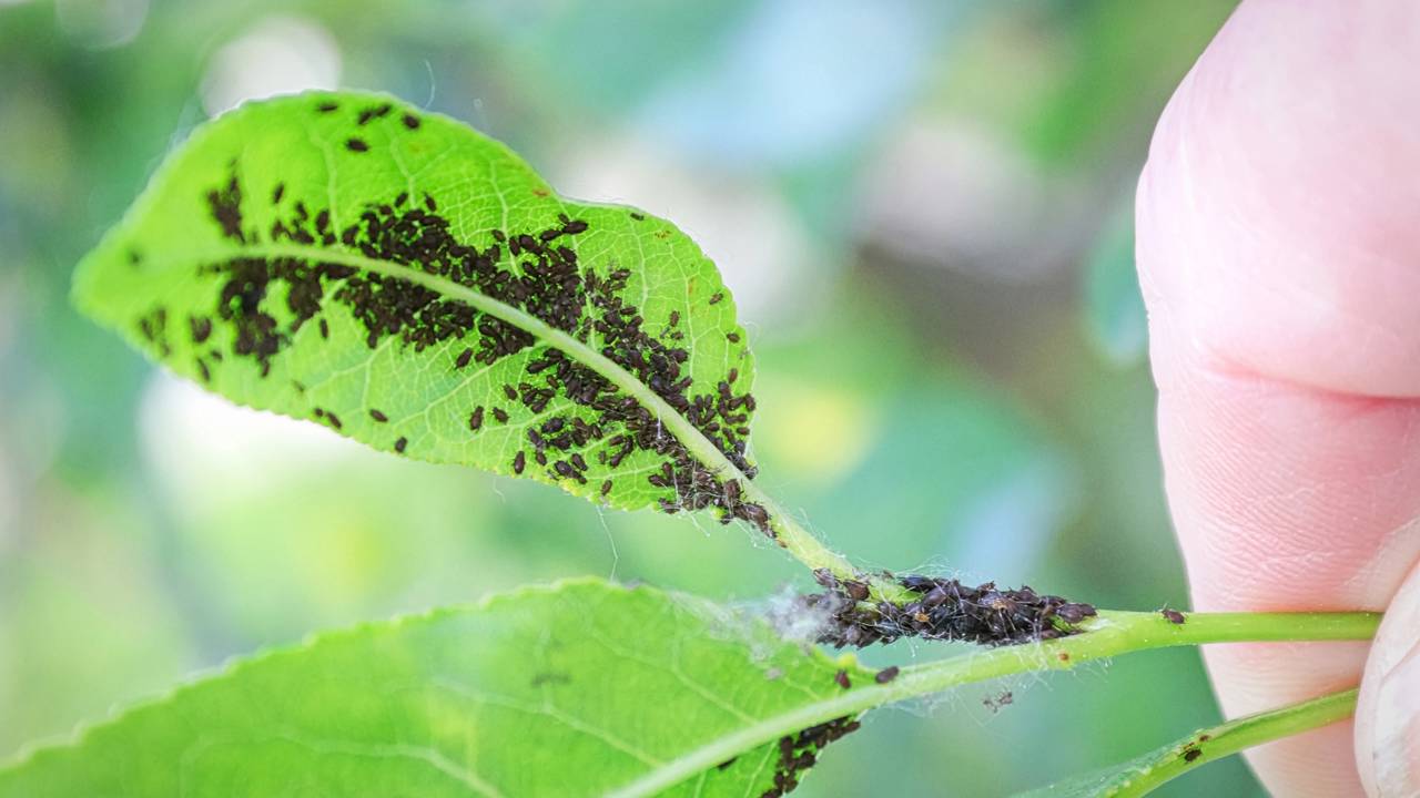 3 flores que afastam pulgões e mantêm suas plantas sempre saudáveis