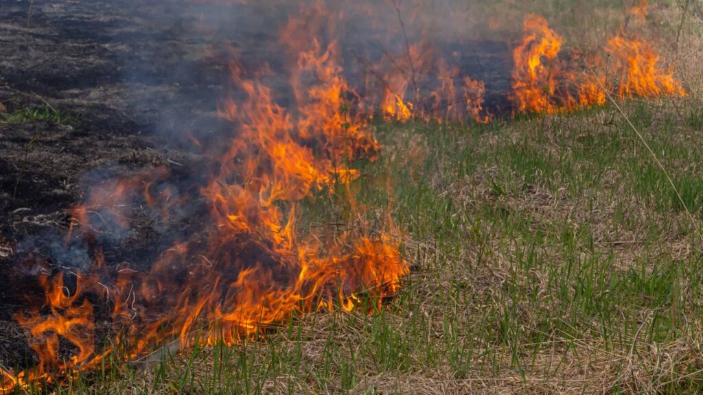 O que acontece com o solo depois de uma queimada natural