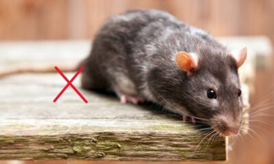 Essa mistura com 3 itens da sua cozinha afasta ratos da sua casa sem veneno, sujeira ou risco para pets