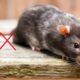 Essa mistura com 3 itens da sua cozinha afasta ratos da sua casa sem veneno, sujeira ou risco para pets
