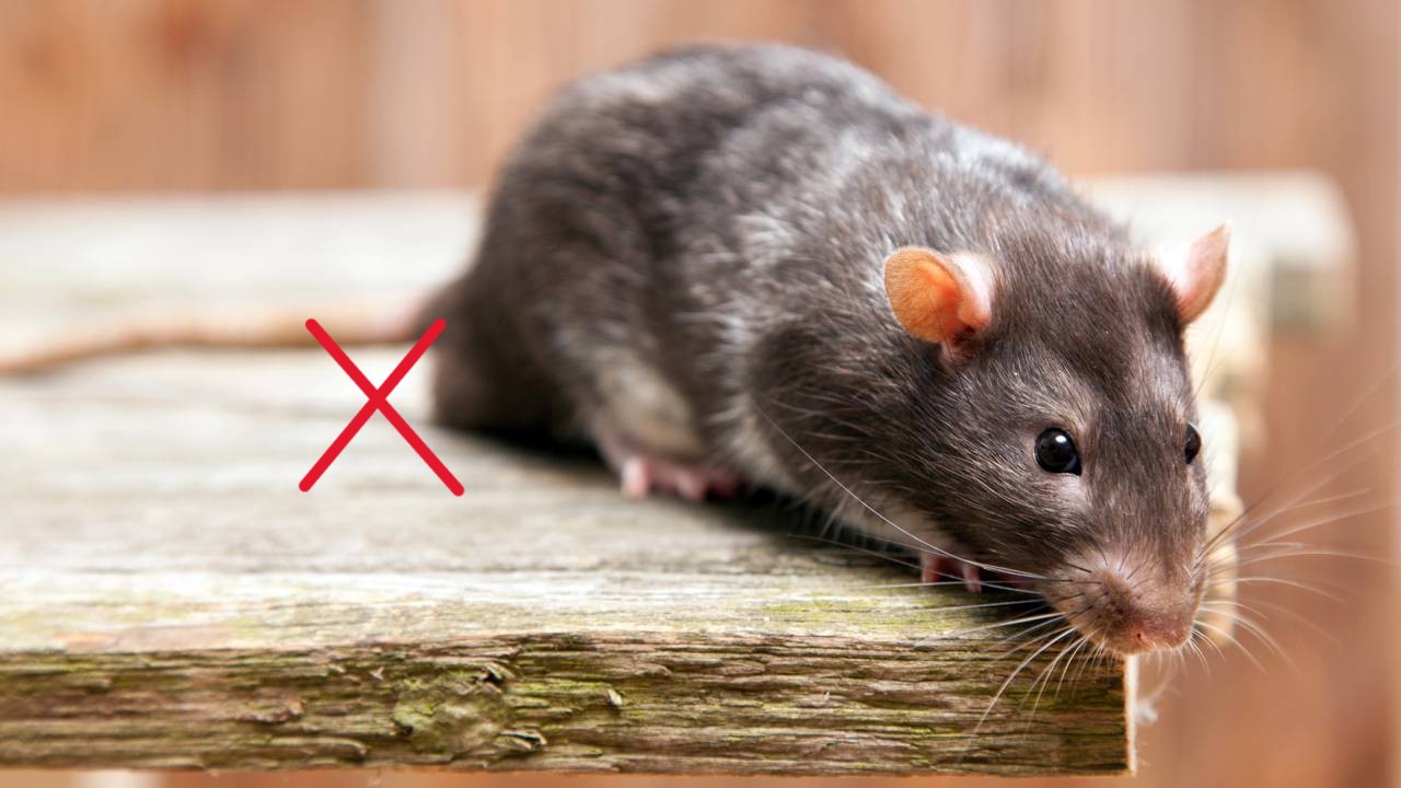 Essa mistura com 3 itens da sua cozinha afasta ratos da sua casa sem veneno, sujeira ou risco para pets