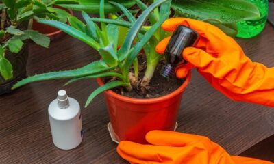 Como fazer suas orquídeas florescerem mais de uma vez por ano