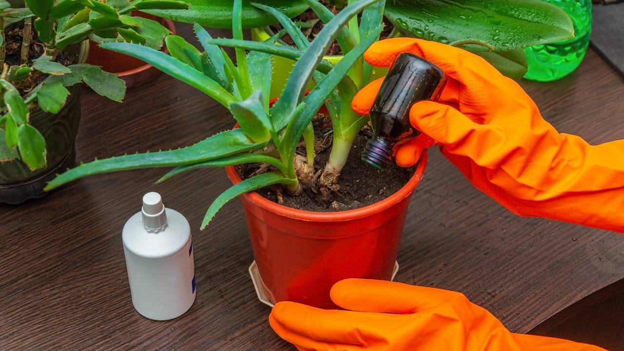 Como fazer suas orquídeas florescerem mais de uma vez por ano