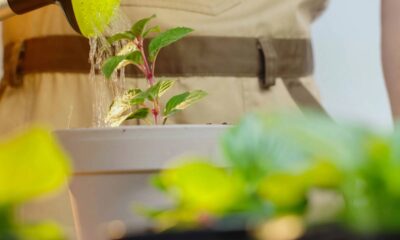 A mistura de vinagre e açúcar que acelera o crescimento das plantas