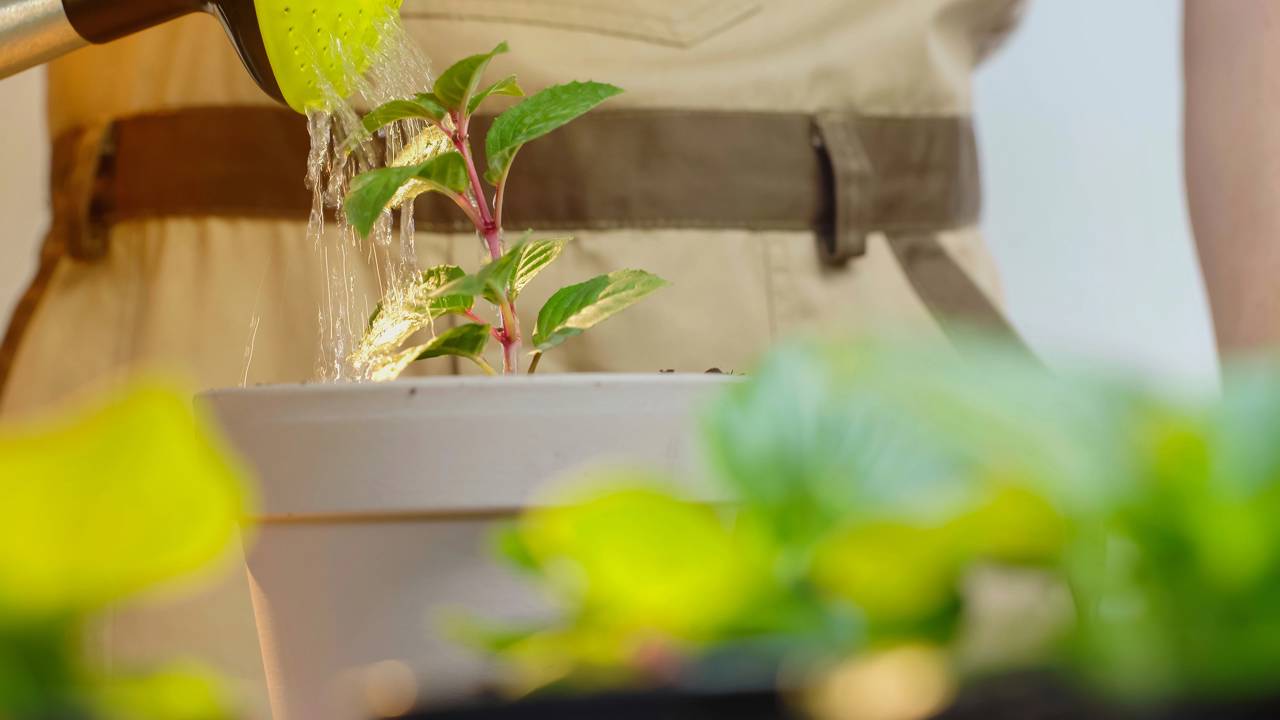 A mistura de vinagre e açúcar que acelera o crescimento das plantas