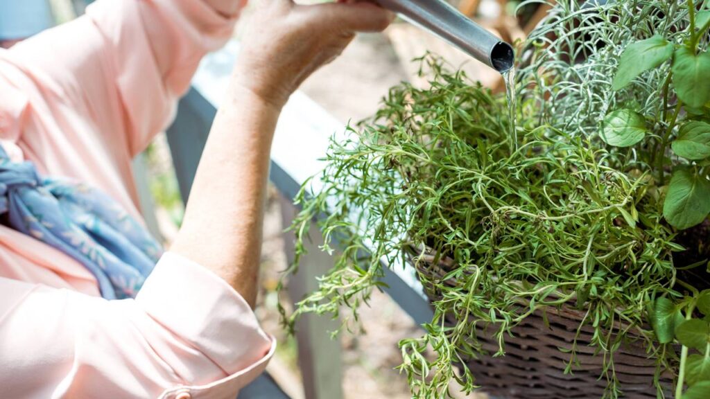 A mistura de vinagre e açúcar que acelera o crescimento das plantas