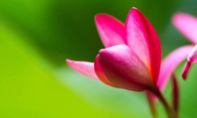 A flor que simboliza amor eterno e continua linda mesmo com pouca água