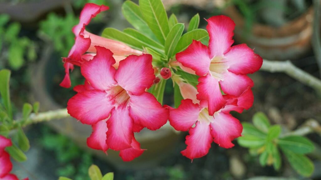 A flor que simboliza amor eterno e continua linda mesmo com pouca água
