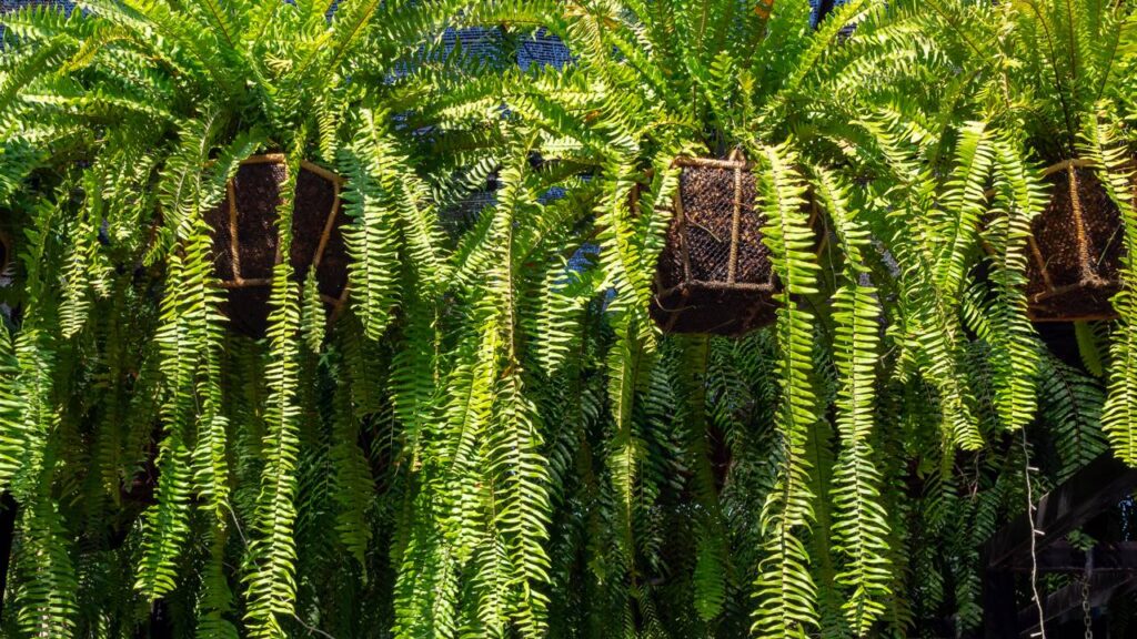 Achei que tinha matado minha samambaia, mas esse truque salvou ela