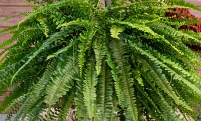 Achei que tinha matado minha samambaia, mas esse truque salvou ela