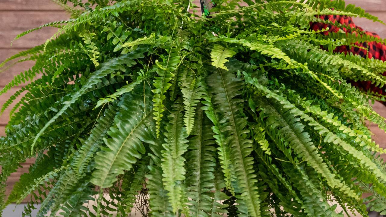 Achei que tinha matado minha samambaia, mas esse truque salvou ela