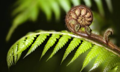 O verdadeiro significado de ter uma samambaia em casa