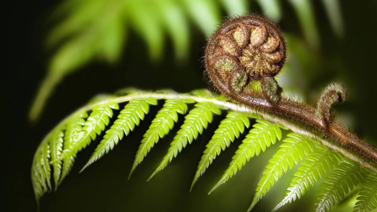 O verdadeiro significado de ter uma samambaia em casa