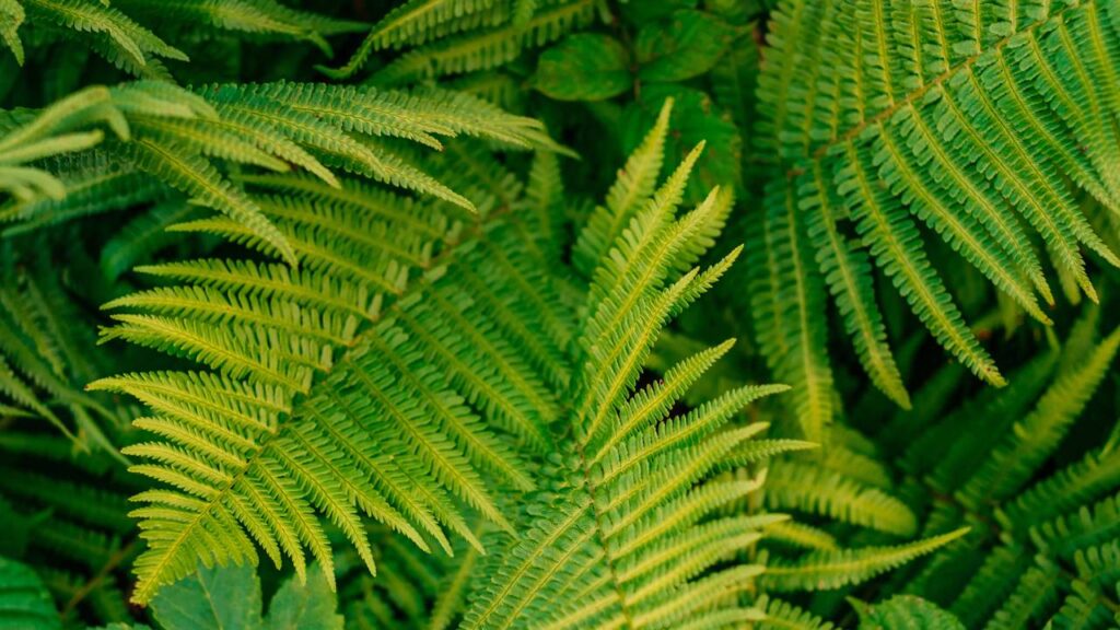 O verdadeiro significado de ter uma samambaia em casa