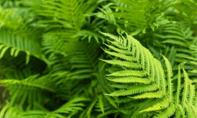 Ter samambaias em casa traz aquela sensação de frescor, natureza e verde - Créditos: depositphotos.com / eliosdnepr@gmail.com