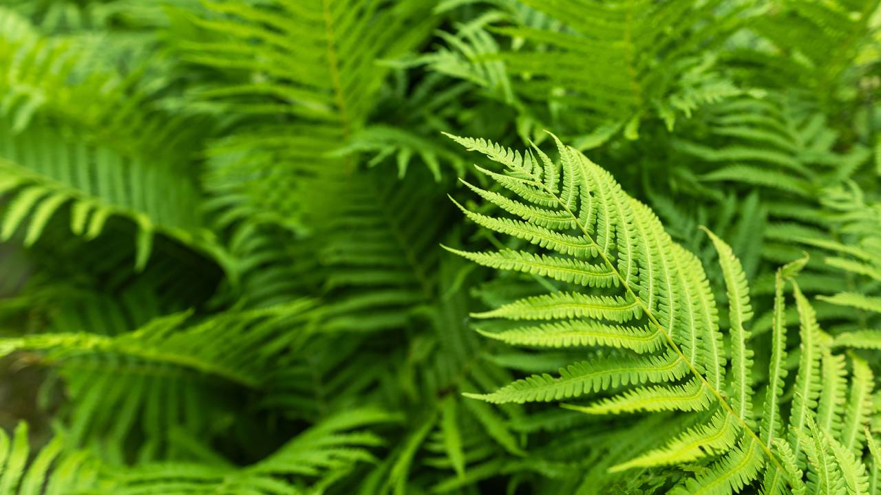 Ter samambaias em casa traz aquela sensação de frescor, natureza e verde - Créditos: depositphotos.com / eliosdnepr@gmail.com