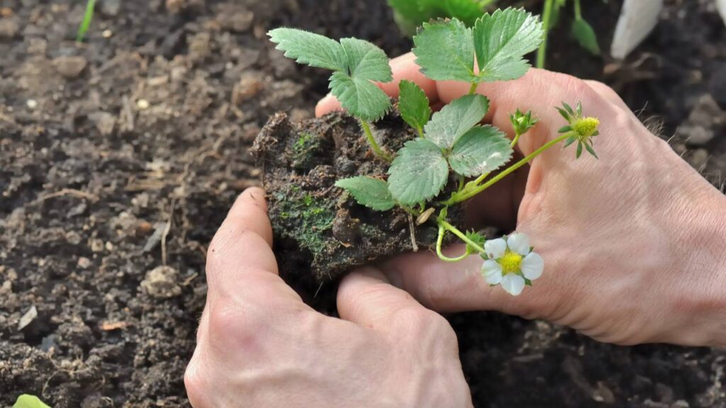 Plantei uma fruta achando que não ia brotar… e colhi em três meses