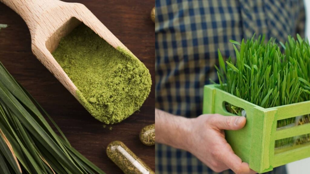 Essa plantinha faz bem pra tudo e dá pra plantar no quintal