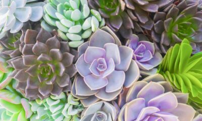 Quanto custa montar uma coleção de suculentas diferentes