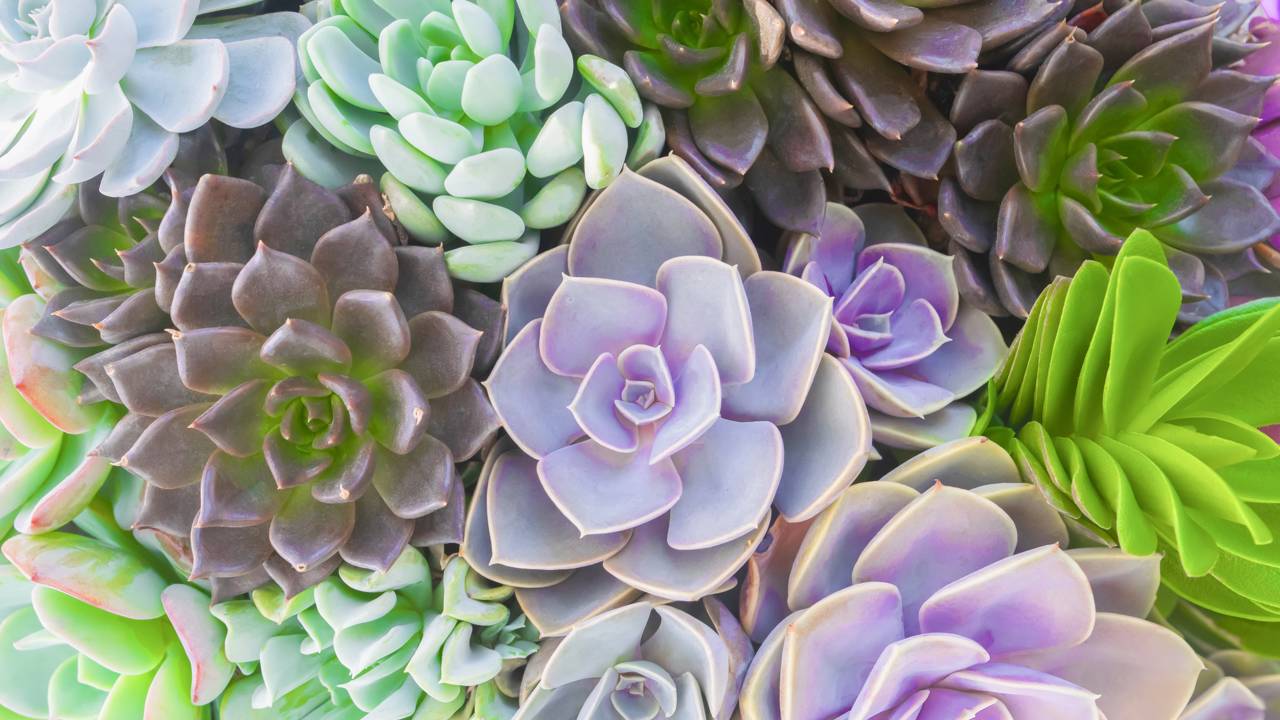 Quanto custa montar uma coleção de suculentas diferentes