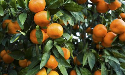 Como plantar tangerina e colher frutos em casa com um detalhe que faz toda diferença
