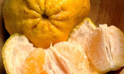 A tangerina poncã reage de um jeito curioso quando recebe um cuidado