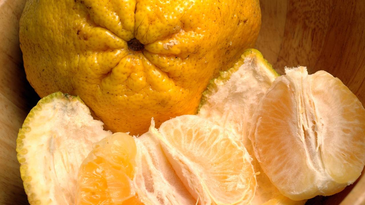 A tangerina poncã reage de um jeito curioso quando recebe um cuidado