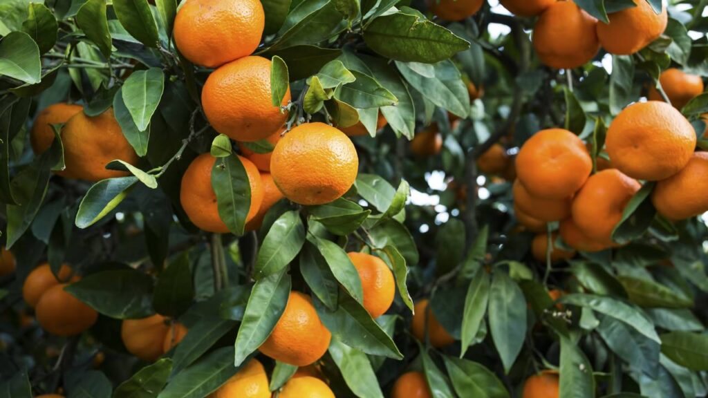 Como plantar tangerina e colher frutos em casa com um detalhe que faz toda diferença