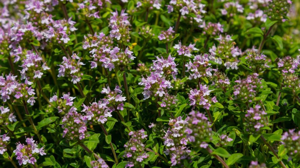 Como o tomilho pode proteger seu jardim contra insetos e fungos
