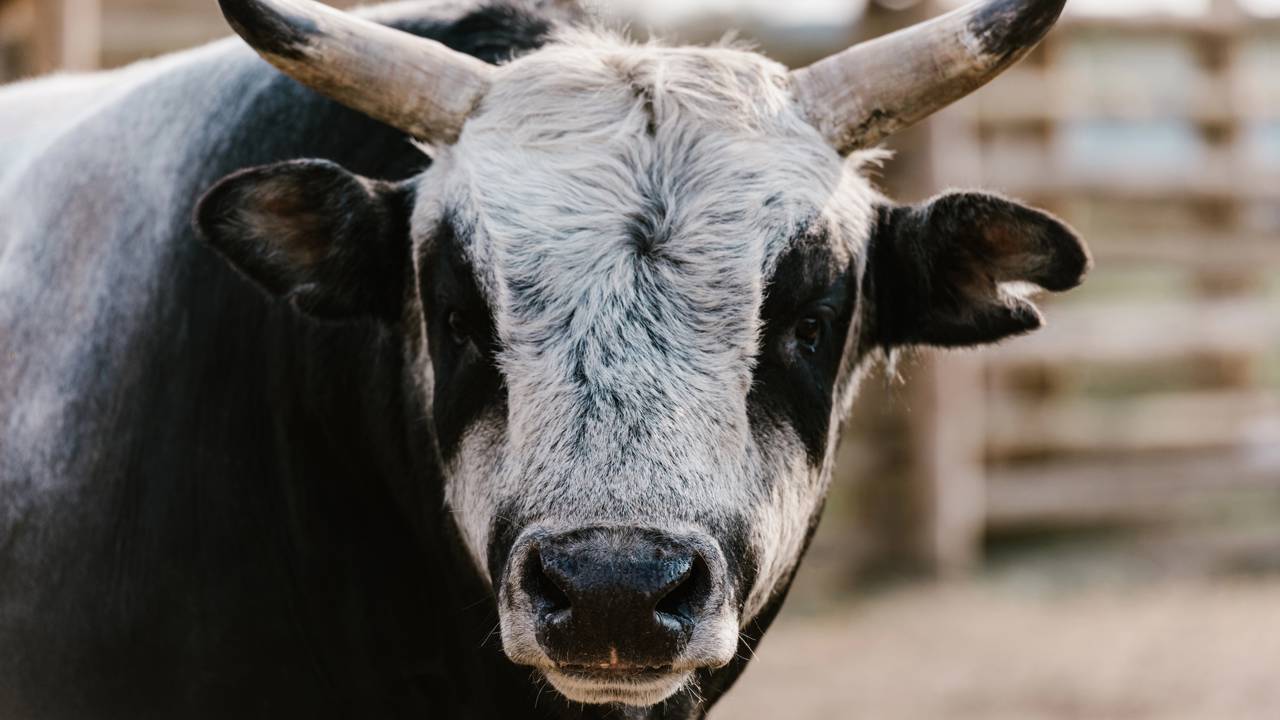 Qual é o feminino de touro? Entenda por que a resposta não é o que parece