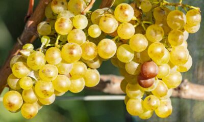 Essa videira se adapta bem e rende colheitas doces o ano inteiro