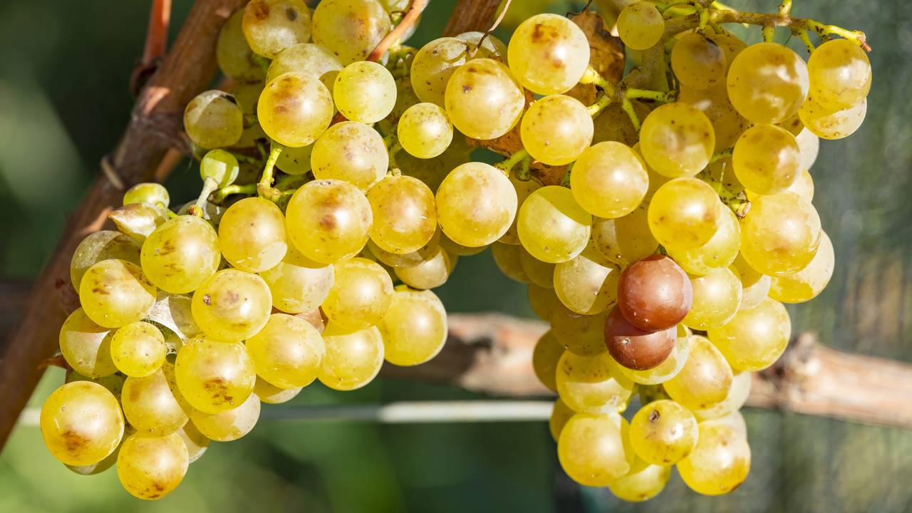 Essa videira se adapta bem e rende colheitas doces o ano inteiro