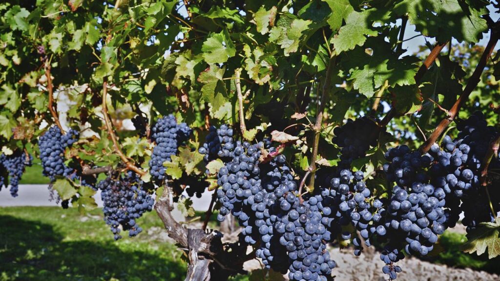 Essa videira se adapta bem e rende colheitas doces o ano inteiro