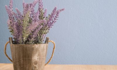 O truque da lavanda para espantar moscas e deixar o quarto perfumado