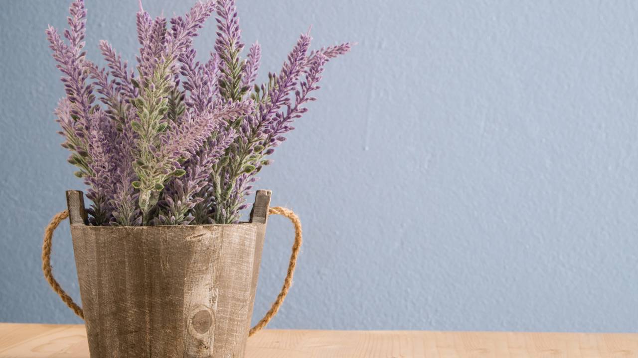 O truque da lavanda para espantar moscas e deixar o quarto perfumado