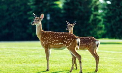 Qual o coletivo de 'veados'?