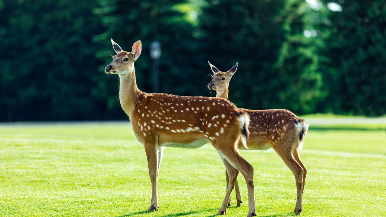 Qual o coletivo de 'veados'?