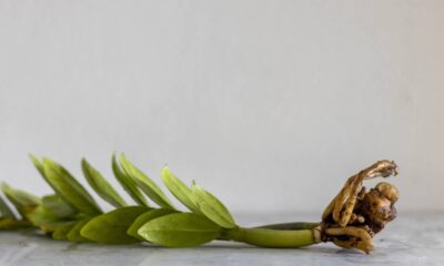 Ganhei uma muda simples e descobri que ela trazia sorte