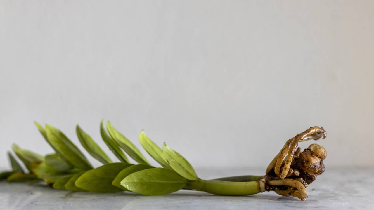 Ganhei uma muda simples e descobri que ela trazia sorte