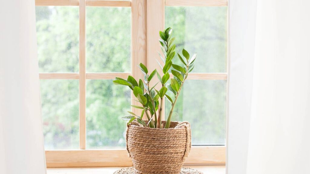 Ganhei uma muda simples e descobri que ela trazia sorte