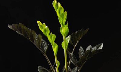 Uma planta está chamando atenção por crescer sem dificuldade até em áreas quase sem luz