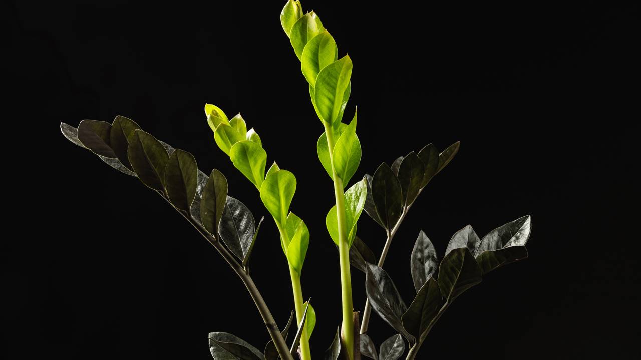 Uma planta está chamando atenção por crescer sem dificuldade até em áreas quase sem luz