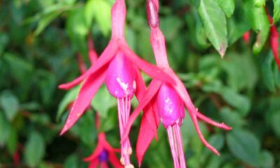 A flor brinco de princesa que combina com qualquer estilo de decoração