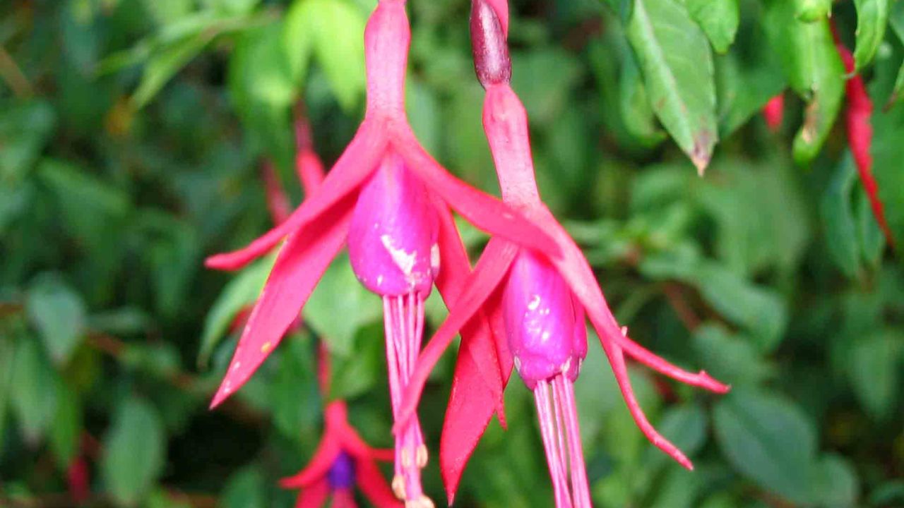 A flor brinco de princesa que combina com qualquer estilo de decoração