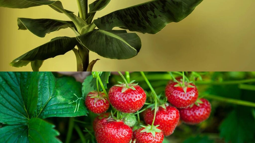 2 frutas para plantar em casa que dão frutos doces e crescem rapido